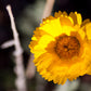 500 Yellow DESERT MARIGOLD Baileya Multiradiata Showy Drought Paper Daisy Flower Herb Seeds