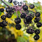 25 DEVIL'S WALKINGSTICK Shrub Flower Prickly Ash Elder Aralia Spinosa Seeds
