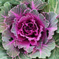 60 ORNAMENTAL KALE MIXED Colors Brassica Oleracea Flower Seeds