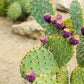 10 Yellow PRICKLY PEAR CACTUS Nopal Opuntia Ficus-Indica Flower Purple Fruit Seeds
