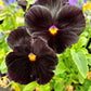 50 BLACK PANSY Clear Crystals Viola Wittrockiana Flower Seeds