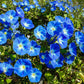 50 Heavenly BLUE MORNING GLORY Ipomoea Tricolor Vine Flower Seeds
