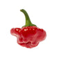 40 Red JAMAICAN HOT PEPPER Capsicum Chinense Scotch Bonnet Vegetable Seeds