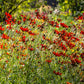 50 MAHOGANY MIDGET COREOPSIS Tinctoria Red Dwarf Flower Seeds