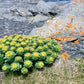 25 ROSEROOT STONECROP Golden Rose Root Sedum Rhodiola Rosea Yellow Succulent Flower Seeds