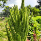 200 GREEN THUMB AMARANTHUS Hypochondriacus Prince’s Feather Amaranth Flower Seeds
