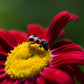 100 RED ROBINSONS DAISY Painted Chrysanthemum Coccineum Pyrethrum Flower Seeds
