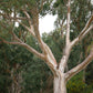 25 RED FOREST GUM Tree Eucalyptus Tereticornis Blue Grey Mountain Flower Seeds