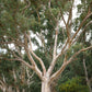 25 RED FOREST GUM Tree Eucalyptus Tereticornis Blue Grey Mountain Flower Seeds