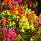 2000 SNAPDRAGON CORONA MIX Antirrhinum Majus Flower Seeds