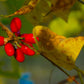 10 SPICEBUSH Wild Allspice Lindera Benzoin Northern Spice Bush Red Berry Yellow Flower Seeds