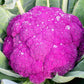 25 PURPLE CAULIFLOWER Violet Queen Brassica Oleracea Botrytis Vegetable Seeds