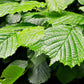 25 American WITCH HAZEL Hamamelis Virginiana Alder Shrub Tree Yellow Flower Seeds
