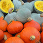 30 BLUE HUBBARD SQUASH New England Buttercup Cucurbita Pepo Vegetable Seeds
