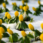 10 WINTER ACONITE Eranthis Hyemalis Yellow Sun Shade Flower Seeds