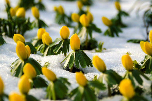 10 WINTER ACONITE Eranthis Hyemalis Yellow Sun Shade Flower Seeds