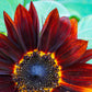 25 Red VELVET QUEEN SUNFLOWER Helianthus Annuus Flower Seeds