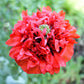 100 Giant Double RED PEONY POPPY Papaver Peoniflorum Flower Seeds