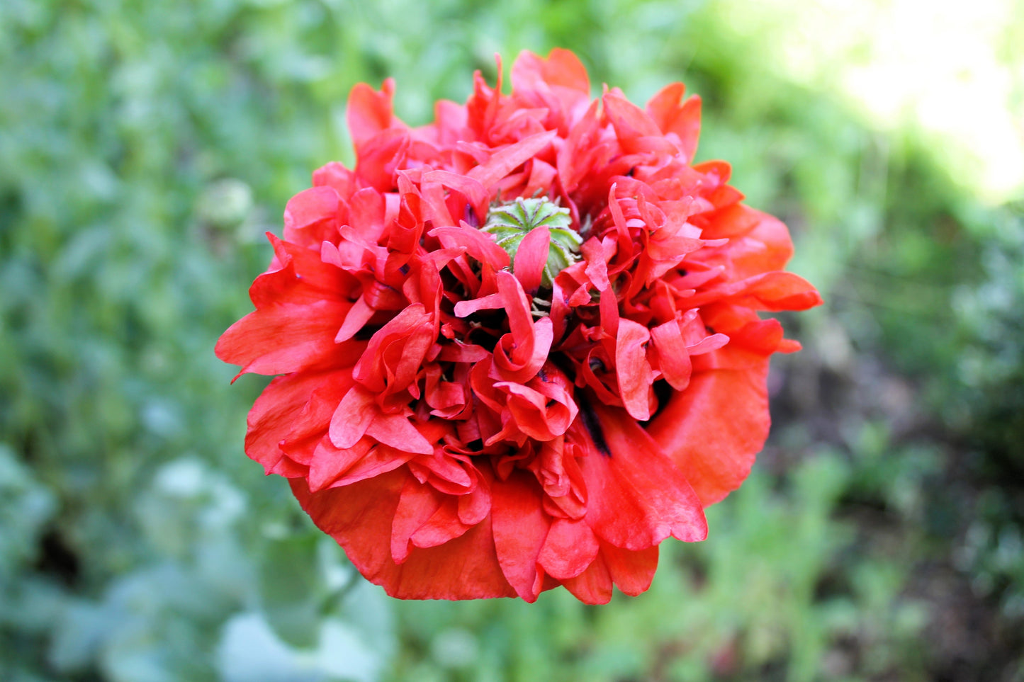 100 Giant Double RED PEONY POPPY Papaver Peoniflorum Flower Seeds