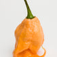 10 Peach CAROLINA REAPER PEPPER World's Hottest Capsicum Chinense Hot Chili Vegetable Seeds
