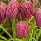10 CHECKER LILY Fritillaria Affinis Chocolate Mission Bells Flower Seeds