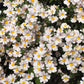 50 WHITE KNIGHT NEMESIA Strumosa Flower Seeds