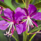 300 FIREWEED / ROSEBAY (Great Willowherb) Epilobium Angustifolium Flower Seeds