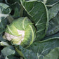 250 SNOWBALL SELFBLANCHING CAULIFLOWER White Brassica Oleracea Vegetable Seeds