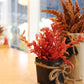 100 Pastel AUTUMNS TOUCH AMARANTHUS Cruentus Bronze Coral Apricot Flower Seeds