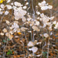 100 LUNARIA Biennis ( MONEY PLANT / Silver Dollar / Honesty / Moonwort / L Annua ) Flower Seeds