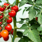 300 SMALL Red CHERRY TOMATO Lycopersicon Lycopersicum Fruit Vegetable Seeds