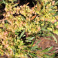 40 Mixed Colors FLORIDA HOPBUSH Dodonaea Viscosa Hawaiian Hopseed Flower Shrub Seeds