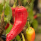300 HUNGARIAN HOT Wax PEPPER (Hot Banana Pepper) Capsicum Annuum Vegetable Seeds