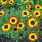 100 GERMAN FLAG DAISY Chrysanthemum Carinatum Tricolor Painted Red Yellow Black Flower Seeds