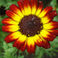 100 GERMAN FLAG DAISY Chrysanthemum Carinatum Tricolor Painted Red Yellow Black Flower Seeds