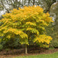 10 YELLOW ASH TREE Kentucky Yellowwood White Flowers Cladrastis Lutea Kentukea Seeds