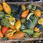 30 MIXED GOURD Lagenaria Siceraria Seeds