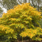 10 YELLOW ASH TREE Kentucky Yellowwood White Flowers Cladrastis Lutea Kentukea Seeds