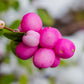25 CORALBERRY Shrub Flower Pink Indian Currant Symphoricarpos Orbiculatus Seeds