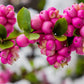 25 CORALBERRY Shrub Flower Pink Indian Currant Symphoricarpos Orbiculatus Seeds