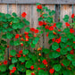 50 Mixed Colors DWARF JEWEL NASTURTIUM Tropaeolum Minus Flower Seeds