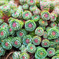 25 ROSEROOT STONECROP Golden Rose Root Sedum Rhodiola Rosea Yellow Succulent Flower Seeds