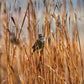 300 Ornamental BIG BLUESTEM GRASS Beardgrass Andropogon Gerardii Seeds