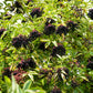 25 American ELDERBERRY FRUIT BUSH Shrub Tree Sambucus Nigra Canadensis Seeds