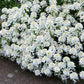 1000 WHITE EMPRESS CANDYTUFT Iberis Amara Groundcover Flower Seeds