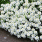 2000 TALL MIX CANDYTUFT Iberis Umbellata Mixed Colors Ground Cover Flower Seeds