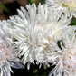 30 WHITE NEEDLE ASTER Callistephus Chinensis Unicom Flower Seeds