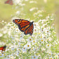 100 WHITE HEATH ASTER Prairie Ericoides Flower Seeds