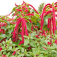 500 LOVE LIES BLEEDING Amaranthus Caudatus (Kiss Me Over The Garden Gate) Flower Seeds