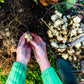 20 JERUSALEM ARTICHOKE Sunchoke Sunroot Helianthus Tuberosus Yellow Sunflower Root Vegetable Seeds